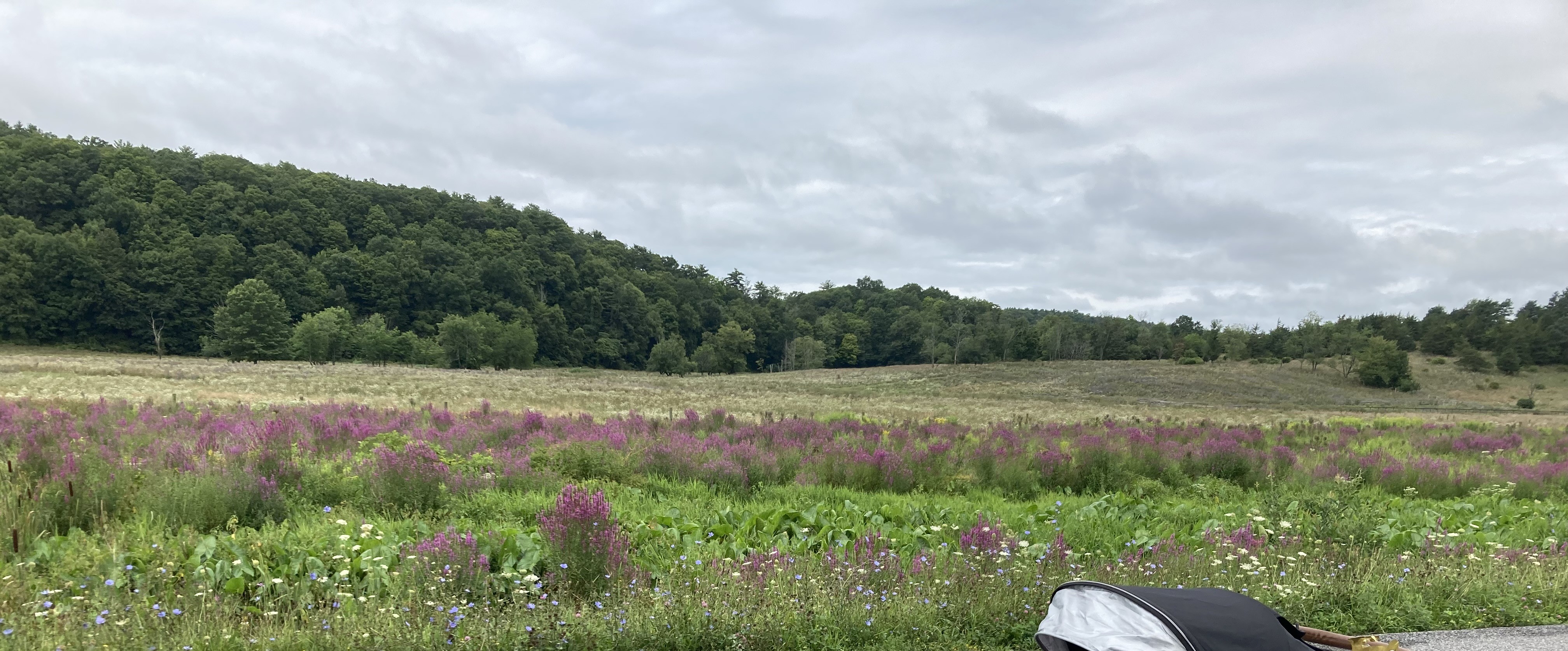 Field near Climax, NY