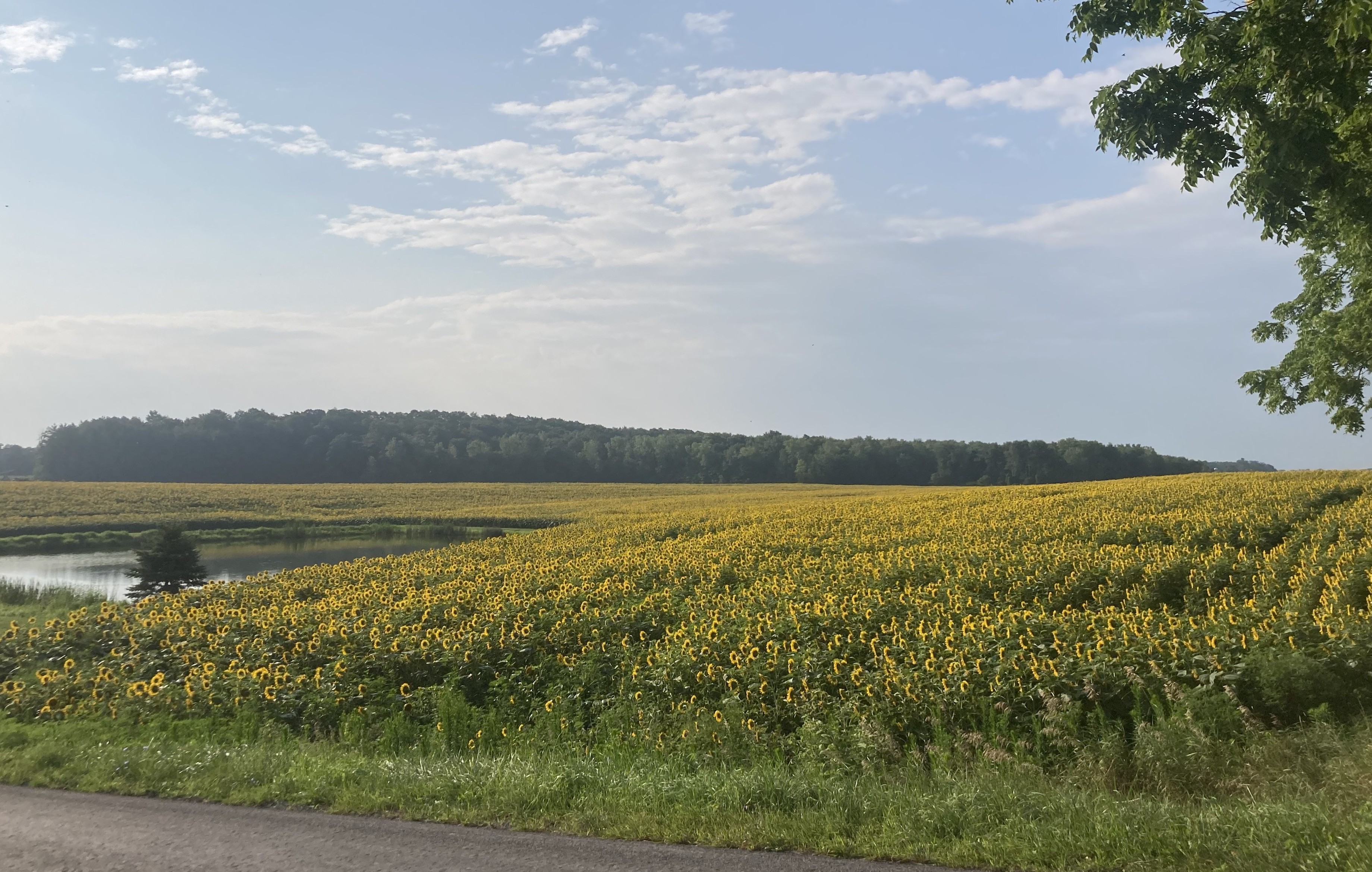 Sunflower farm, Marengo