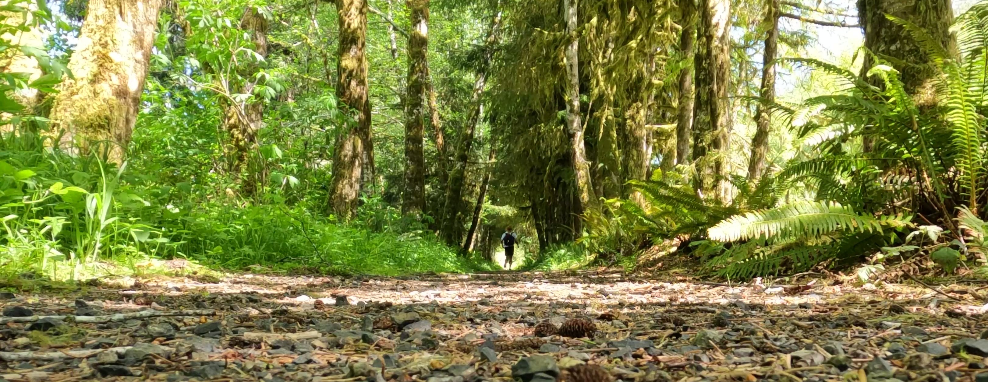 Tree tunnel on Preachers Slough Trail